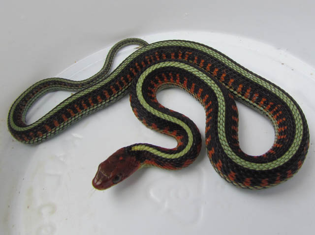 California Red-sided Garter Snake